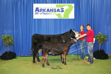 Sigmon Simmentals donor cow, Beauty Star